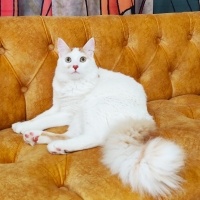 Sarman, Kedi  Karamel fotoğrafı