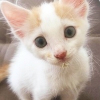 Sarman, Kedi  Karamel fotoğrafı