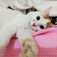 Sarman, Kedi  Karamel fotoğrafı