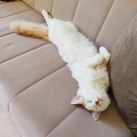 Sarman, Kedi  Karamel fotoğrafı