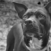 Amerikan Pitbull Terrier, Köpek  Daisy fotoğrafı