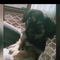 Pekingese, Köpek  Findik fotoğrafı