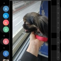 Pekingese, Köpek  Findik fotoğrafı