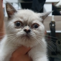British Shorthair, Kedi  MİA fotoğrafı