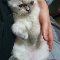 British Shorthair, Kedi  MİA fotoğrafı
