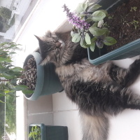 Norwegian Forest, Kedi  Bella fotoğrafı