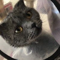 Scottish Fold, Kedi  Zeytin fotoğrafı