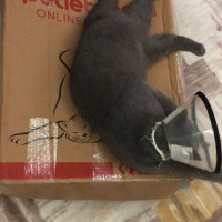 Scottish Fold, Kedi  Zeytin fotoğrafı