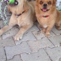 Golden Retriever, Köpek  Venüs fotoğrafı