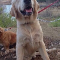 Golden Retriever, Köpek  Venüs fotoğrafı