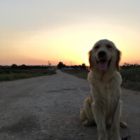 Golden Retriever, Köpek  Venüs fotoğrafı