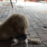 Golden Retriever, Köpek  Venüs fotoğrafı