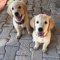 Golden Retriever, Köpek  Venüs fotoğrafı