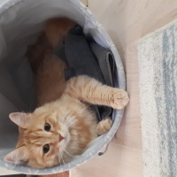 Sarman, Kedi  Limon fotoğrafı