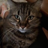 Tekir Kedi, Kedi  Minnoş fotoğrafı