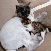 Chinchilla, Kedi  Hamur fotoğrafı