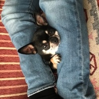 Chihuahua, Köpek  Eva fotoğrafı