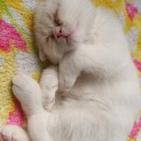 Scottish Fold, Kedi  Lokum fotoğrafı