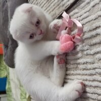 Scottish Fold, Kedi  Lokum fotoğrafı