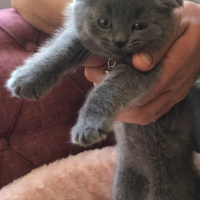 Scottish Fold, Kedi  Duman fotoğrafı