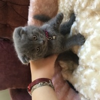 Scottish Fold, Kedi  Duman fotoğrafı
