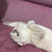 Scottish Fold, Kedi  Sütlaç fotoğrafı