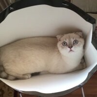 Scottish Fold, Kedi  Sütlaç fotoğrafı