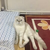 Scottish Fold, Kedi  Sütlaç fotoğrafı