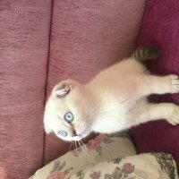 Scottish Fold, Kedi  Sütlaç fotoğrafı