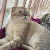 Scottish Fold, Kedi  Sütlaç fotoğrafı