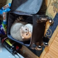 Scottish Fold, Kedi  Sütlaç fotoğrafı