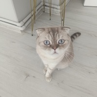 Scottish Fold, Kedi  Sütlaç fotoğrafı