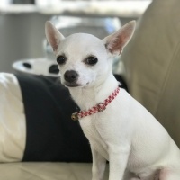 Chihuahua, Köpek  Olaf fotoğrafı