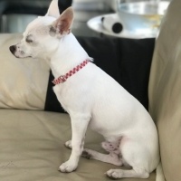 Chihuahua, Köpek  Olaf fotoğrafı