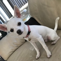Chihuahua, Köpek  Olaf fotoğrafı