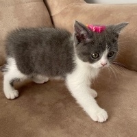 British Shorthair, Kedi  Luna fotoğrafı