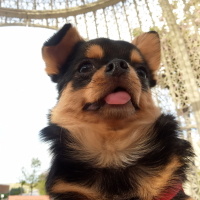 Chihuahua, Köpek  Elvis Boy fotoğrafı