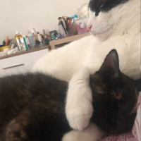 Tekir Kedi, Kedi  Cücü fotoğrafı