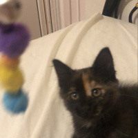 Tekir Kedi, Kedi  Cücü fotoğrafı