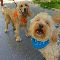 Maltese, Köpek  Çiko fotoğrafı