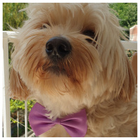 Maltese, Köpek  Çiko fotoğrafı