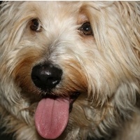 Maltese, Köpek  Çiko fotoğrafı