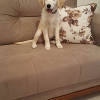 Golden Retriever, Köpek  Lara fotoğrafı