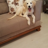 Golden Retriever, Köpek  Lara fotoğrafı