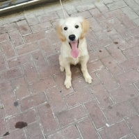 Golden Retriever, Köpek  Lara fotoğrafı
