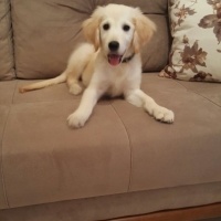 Golden Retriever, Köpek  Lara fotoğrafı