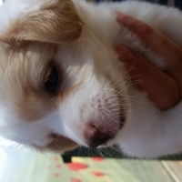 Maltese, Köpek  Misha fotoğrafı