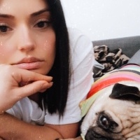 Pug, Köpek  Hera fotoğrafı