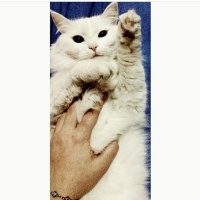 Ankara Kedisi, Kedi  Bihter fotoğrafı