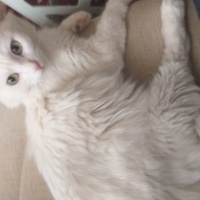Ankara Kedisi, Kedi  Bihter fotoğrafı